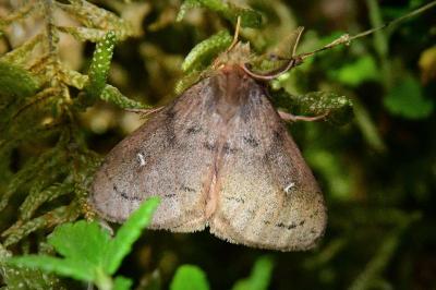 Ocneria rubea