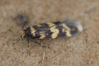 Oegoconia caradjai