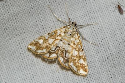 Elophila nymphaeata