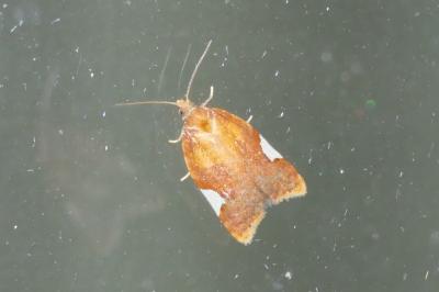Acleris holmiana