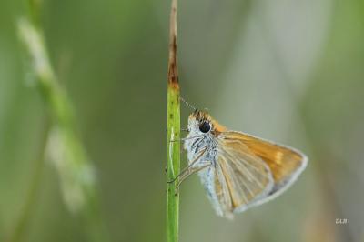 Thymelicus acteon