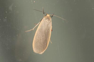 Collita griseola