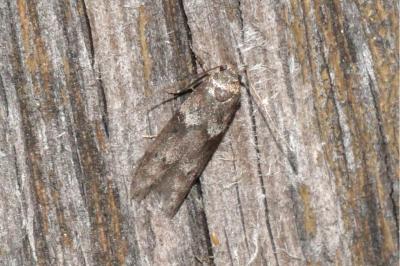Blastobasis glandulella