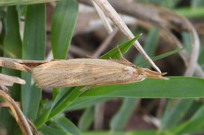 Ematheudes punctella