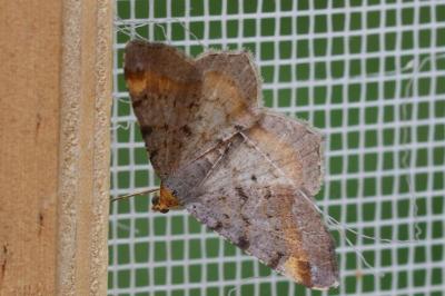 Macaria liturata