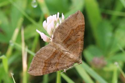 Scotopteryx chenopodiata