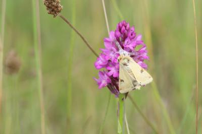 Heliothis peltigera