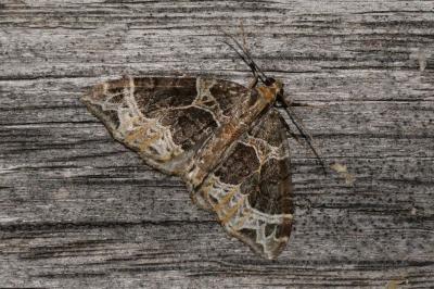 Ecliptopera silaceata