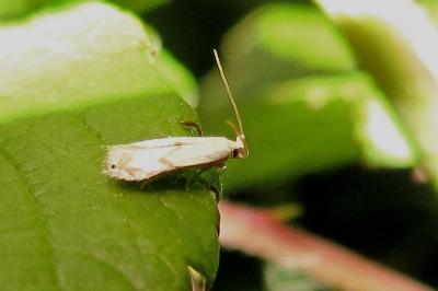 Opostegidae