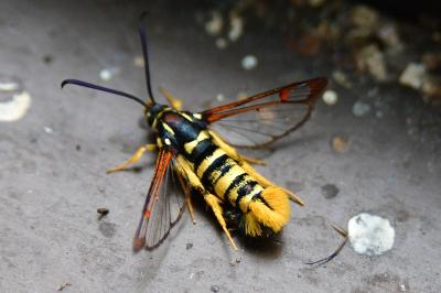 Synanthedon vespiformis