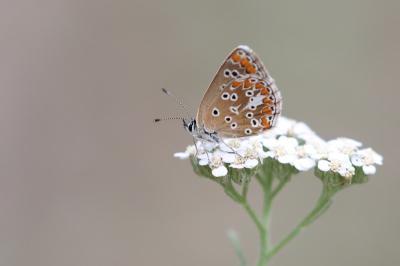 Aricia agestis