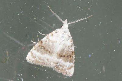 Meganola albula