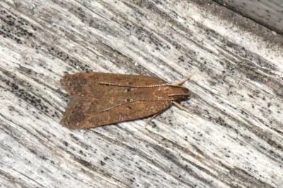 Helcystogramma lutatella