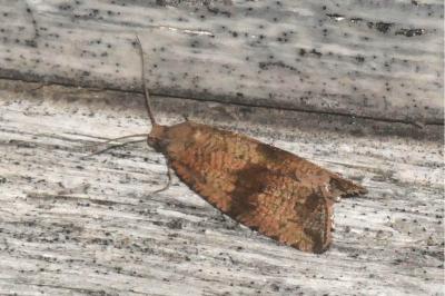 Celypha striana