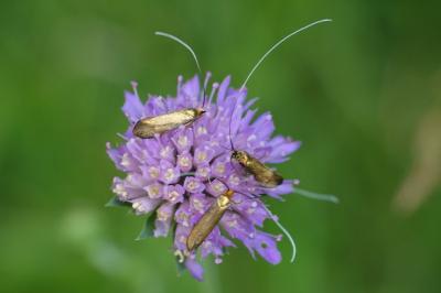 Nemophora metallica
