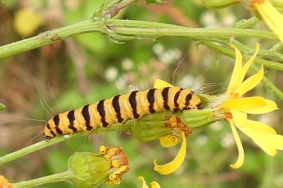 Tyria jacobaeae