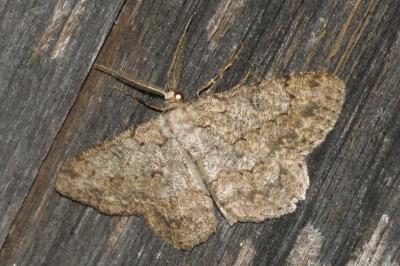 Hypomecis punctinalis