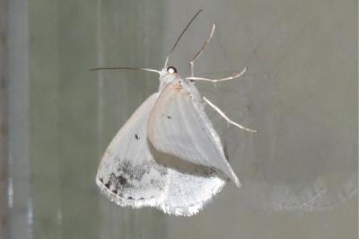 Lomographa temerata