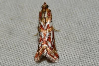 Acrobasis porphyrella