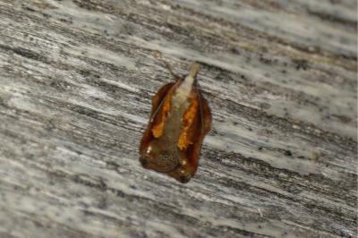 Acleris cristana
