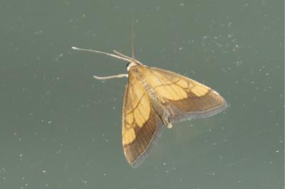 Evergestis limbata