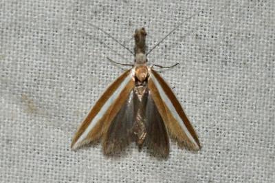 Pleurota aristella