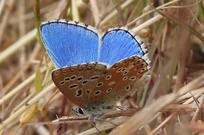 Lysandra bellargus