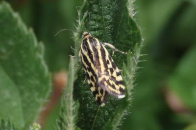 Emmelia trabealis