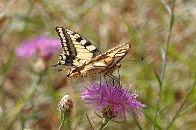 Papilio machaon