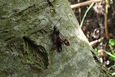 Synanthedon formicaeformis