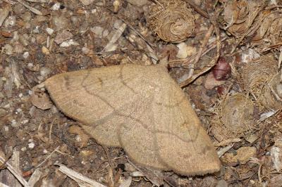 Paracolax tristalis