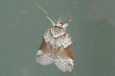 Nycteola siculana