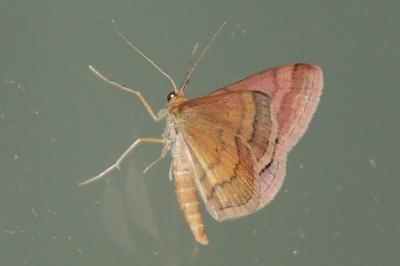 Scopula rubiginata