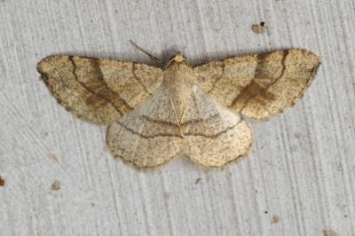 Adactylotis contaminaria