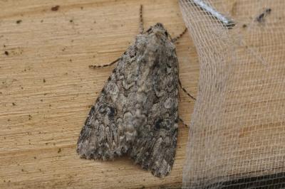 Anarta trifolii