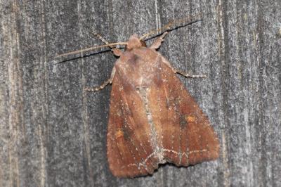Lacanobia oleracea