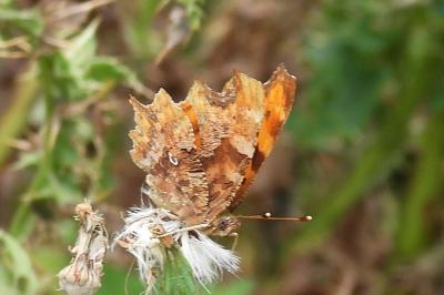 Polygonia c-album