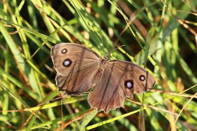 Minois dryas