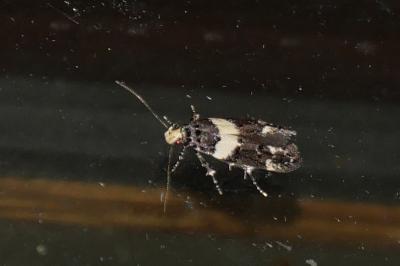 Recurvaria leucatella