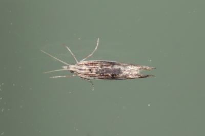 Ypsolopha scabrella