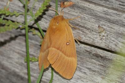 Lasiocampa quercus
