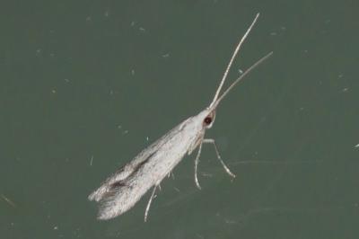 Coleophora hemerobiella