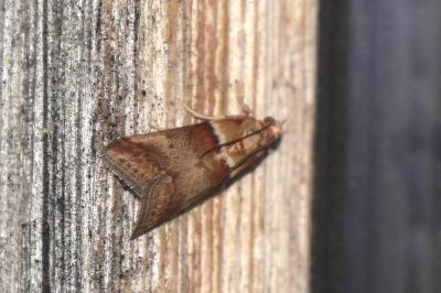Acrobasis repandana