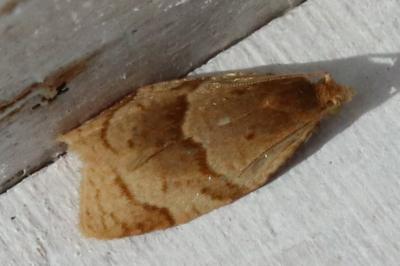 Clepsis rurinana
