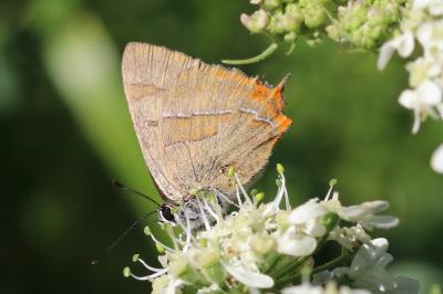 Thecla betulae