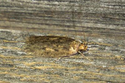 Hofmannophila pseudospretella