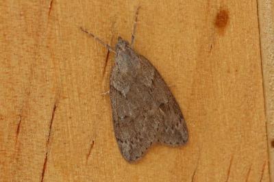Pachycnemia hippocastanaria