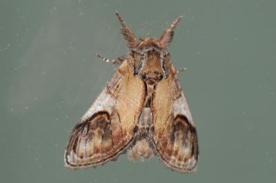Notodonta ziczac
