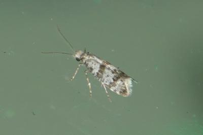 Scythropia crataegella