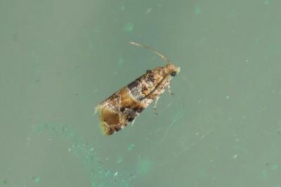Lobesia botrana